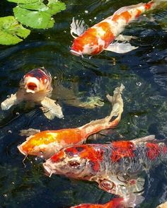 several koi fish swimming in a pond with lily pads