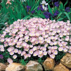 pink and white flowers growing out of rocks