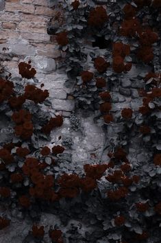 red flowers growing on the side of a brick wall