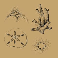 three different types of starfishs and sea stars in black ink on beige paper