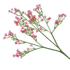 small pink flowers with green stems against a white background