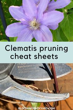 clematis pruning sheet sheets are the best way to keep them fresh