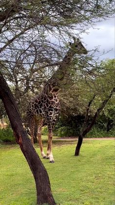 a giraffe standing next to a tree on a lush green field