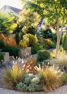 an outdoor garden with various plants and trees