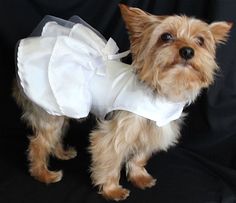 a small brown dog wearing a white dress