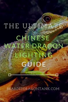 a lizard sitting on top of a tree branch with the words, the ultimate chinese water dragon