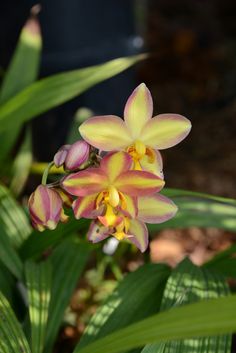 a yellow and pink flower with green leaves in the background