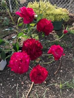 Rose water for locs: My effective moisturizing blend - My Locks Journey Rose Water For Locs, Soften Hair, Twist Braid Hairstyles, Dried Rose Petals, Twist Outs, Natural Hair Styles Easy, Sisterlocks