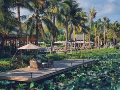 the dock is surrounded by water lilies and palm trees