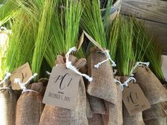 three bags filled with green grass sitting next to each other