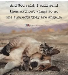 two cats laying on top of each other with a quote above it that says, and god said, i will send them without wings so no one supports they are angels