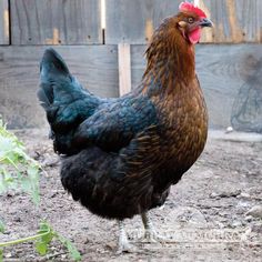 a black and brown chicken standing on top of dirt