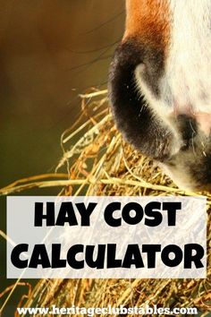 a horse eating hay with the words hay cost calculator over it's face