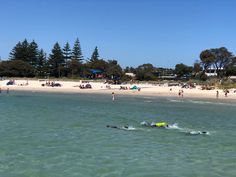 people are swimming in the water at a beach with trees and sand on either side