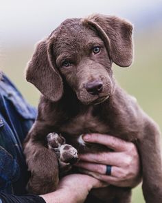 Future pack leader. Photo by John Hafner Photography Pack Leader, Full Grain Leather, Labrador Retriever, Stock Photos