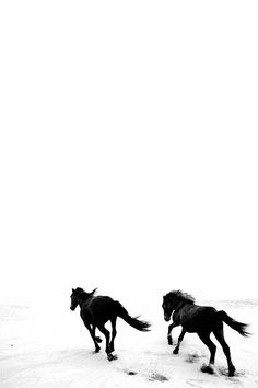 two horses are running in the snow together