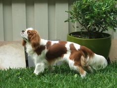 a brown and white dog standing in the grass next to a potted green plant