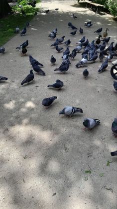 a flock of pigeons sitting on the ground