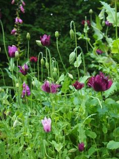 purple flowers are blooming in the green grass and trees behind them, along with other plants