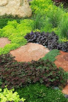 an assortment of plants and rocks in a garden