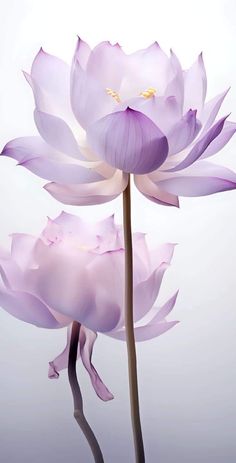 two large purple flowers are in the middle of a white background and one is upside down