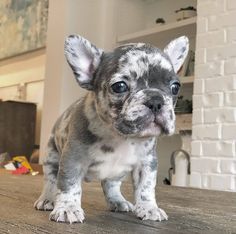 a small gray and white dog standing on top of a wooden table