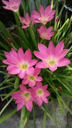 pink flowers are blooming in the garden