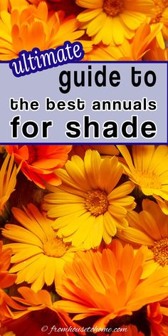 the ultimate guide to the best annuals for shade