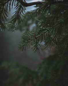 a pine tree branch with drops of water on it