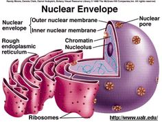 the structure of an organ and its functions