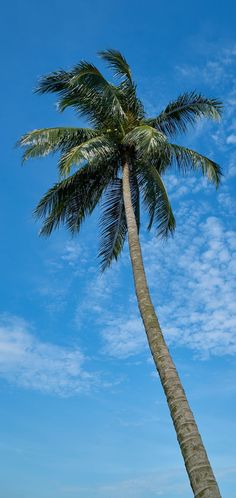 a palm tree on the beach under a blue sky