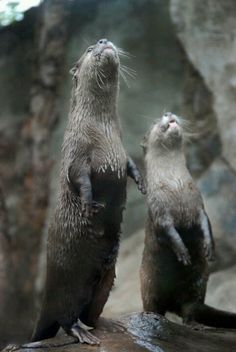 two otters standing on top of a rock