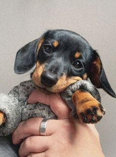 a small black and brown dog holding a stuffed animal in it's paws,