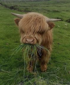 an animal with long hair eating grass in a field