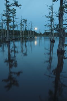 a full moon is seen in the distance over water with trees and bushes around it