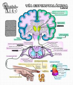 a diagram of the human brain and its functions