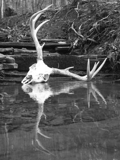 an antelope drinking water from a stream in black and white with its long horns sticking out