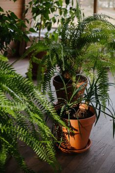 several potted plants sitting on top of a wooden floor