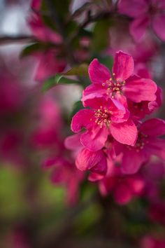 pink flowers are blooming on a tree branch