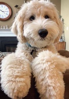 a fluffy white dog sitting on top of a couch next to a wall with a clock in the background