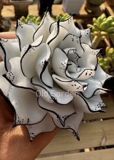 a hand holding a white and black flower