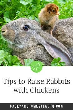 a rabbit sitting on top of another bunny in the grass with text overlay reading tips to raise rabbits with chickens