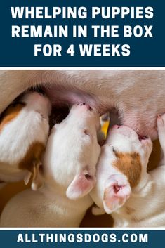 four puppies are huddled together in the box for 4 weeks old, with text overlay that reads helping puppies remain in the box for 4 weeks