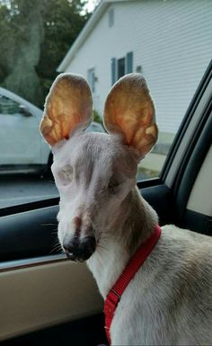 a dog sitting in the back seat of a car with its ears up and eyes closed