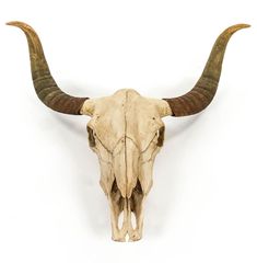 an animal skull with long horns on a white background