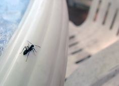 a black insect sitting on top of a white object