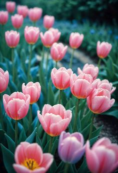 pink tulips are blooming in the garden