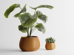 two potted plants sitting next to each other on a white surface with one plant in the middle