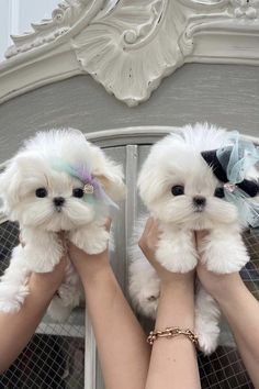 two small white puppies being held in front of a mirror