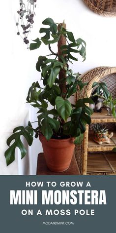 a potted plant with the words how to grow a mini monstera on a moss pole